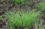 Drooping sedge